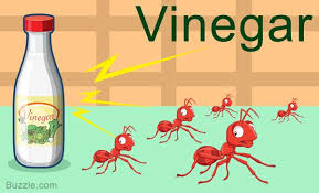 remedies to get rid of ants