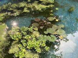 Nitrates are harmful to fish and need to be removed from the aquarium, typically through water changes Summer Tubbing Lets See Your Outdoor Mini And Large Ponds Page 2 Photos Videos Journals C A R E