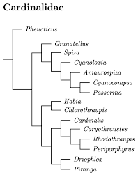 Image result for Rhynchotropis