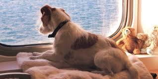 Stays flights cars vacation packages things to do cruises deals mobile. Pets Travel Scheme Taking Your Pet Abroad Brittany Ferries