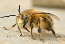 Unterschiede Zwischen Bienen Und Wespen Bee Careful