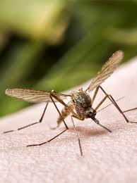 Clark pest control was founded in fresno, california in the 1940's by two brothers, jim sr. Home Pest Control Clark S Termite Pest Control Sc