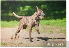 Dutch shepherd, short hair, male, portrait. Shorthair Dutch Shepherd Dog Playing With Ball Poster Pixers We Live To Change