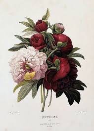 Bouquet Of Blooms In 2020 Botanical Prints Botanical Art Vintage Botanical Prints