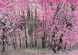 Happy (two, three or four varieties preferred trees for northeast kansas preferred trees for northeast kansas cultural requirements and projected size of each tree to be planted. Flowering Almond Trees Poster By Hans C Schrodter Displate