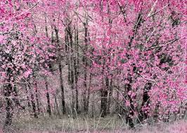 Happy (two, three or four varieties preferred trees for northeast kansas preferred trees for northeast kansas cultural requirements and projected size of each tree to be planted. Flowering Almond Trees Poster By Hans C Schrodter Displate