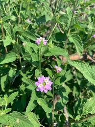 Image result for Lantana rugosa