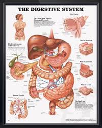 the digestive system chart 20x26 digestive system anatomy