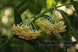 Hoya Platycaulis Plants Flowers Photo