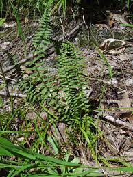 Image result for Asplenium variabile