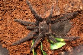 I state that i have a good faith belief that use of the work(s) in the manner complained of is not authorized by the copyright owner, its agent, or the law. Huntsman Goliath Birdeaters And Camel Spiders What Are The World S Five Biggest Arachnids