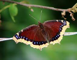 The immature form of this species is sometimes known as the spiny elm caterpillar. Mourning Cloak Butterfly Identification Facts Pictures