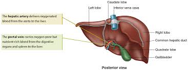 Carries digested food (glucose and amino acids) from the liver around the body. What Blood Vessel Supplies Oxygenated Blood To The Liver Stomach Spleen And Gallbladder