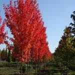 Red Rocket Maple Tree Columnar Shape And Spreads 8 10 Feet And 30 Feet Tall Beautiful Red Fall Col Backyard Trees Garden Plants Design Small Palm Trees