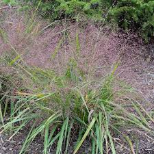 Image result for Eragrostis aspera