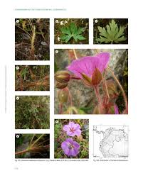 Image result for Geranium aculeolatum