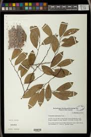 Image result for Cleistanthus polystachyus