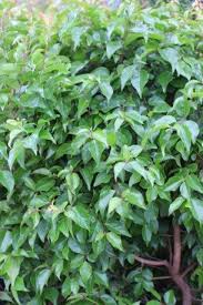 Image result for Xymalos