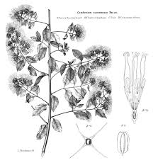 Image result for Combretum racemosum