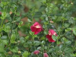 Image result for Scutellaria violascens