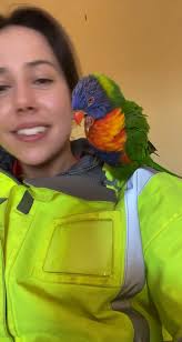 Colorful Lorikeet Tongues: A Fun Birb Compilation
