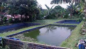 Cara Mudah Budidaya Ikan Nila Di Kolam Terpal Untuk Pemula