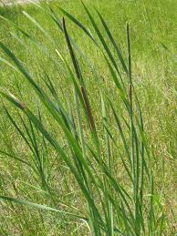 Image result for Typha domingensis