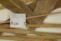 Image result for Urochloa oligobrachiata