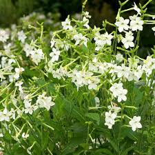 Image result for Nicotiana