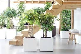 Pianta pulisci aria / 10 tipi di piante che purificano l aria della nostra casa sempreinsalute : Piante Che Purificano L Aria Idee Green