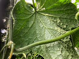 Image result for spider mites on cucumbers