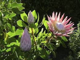 #proteas #flower art #doodles and miscellania #doing this kinda stuff makes me miss screenprinting #actually i miss printing in general. Protea Care And Information Learn How To Grow Protea Flowers