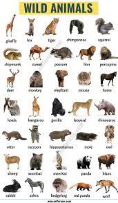 Перевод слова animal, американское и британское произношение, транскрипция, словосочетания, однокоренные слова, примеры использования. Pin On English