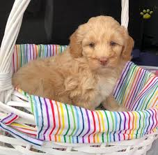 38 видео 625 просмотров обновлен 7 янв. Blue Eyes Mini Goldendoodle Puppy For Sale In Conowingo Md Happy Valentines Day Happyvalentinesday2016i