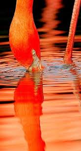 Orange Turuncu Kus Resim