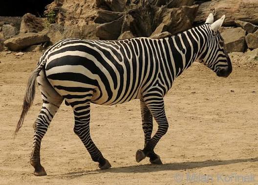 Zebra bezhřívá