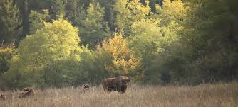 See reviews and photos of nature & wildlife areas in hungary, europe on tripadvisor. Four Hungarian National Parks To Visit During Autumn Season Daily News Hungary