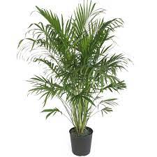 Maybe you would like to learn more about one of these? Buy Delray Plants Cat Palm Chamaedorea Cataractarum Easy To Grow Live House Plant 10 Inch Grower Pot Online In India 39195698