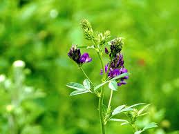 Image result for Medicago sativa