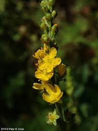 Image result for Agrimonia