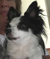 Black And White Long Haired Chihuahua Puppy Black And White Long Hair Chihuahua Chihuahua With Images Long Haired Chihuahua Chihuahua White Chihuahua