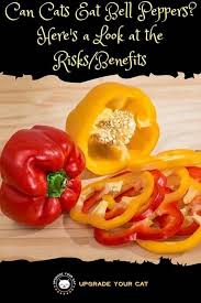 The cats love the taste and smell of the raw shrimp. Can Cats Eat Bell Peppers Why How Upgrade Your Cat
