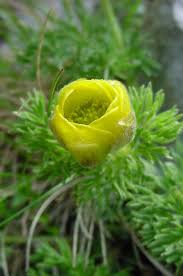 Qui trovi opinioni relative a spontanea fiori gialli e puoi scoprire cosa si pensa di spontanea fiori gialli. I Fiori E Le Piante Simbolo Delle 20 Regioni Italiane Corriere It