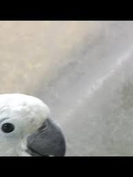 One of the most famous african greys was named alex but he passed away in 2007 at the young age of 31 years. A Bird Was Stolen From A Local Pet Store Kptm