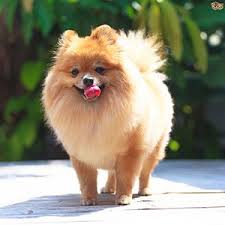 Pomeranian Kopek Turleri Pomeranya Kopek