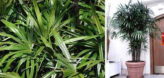 Nesse vídeo vamos ensinar a cuidar de sua palmeira ráfia e propagar facilmente para criar novas mudas. Palmeira Rafia Dicas De Como Plantar No Vaso E Cuidados