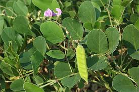 Image result for Canavalia rosea