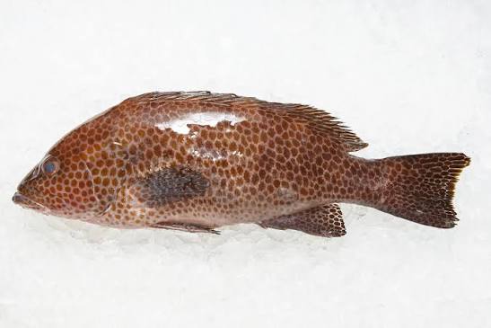 Oomonhata / Areolate grouper – Seafood City Granville Island