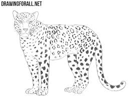 Image Result For Leopard Drawing Leopard Drawing Leopard Painting Snow Leopard Drawing