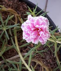 Tanaman krokot termasuk tanaman yang mudah di budidayakan, terbukti dari tanpa adanya perawatan sudah tumbuh subur. Bunga Pukul Sembilan Portulaca Grandiflora Aneka Hewan Peliharaan Dan Tanaman Hias